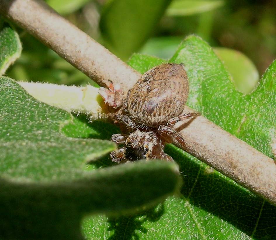 Evarcha jucunda preda Heliophanus sp.